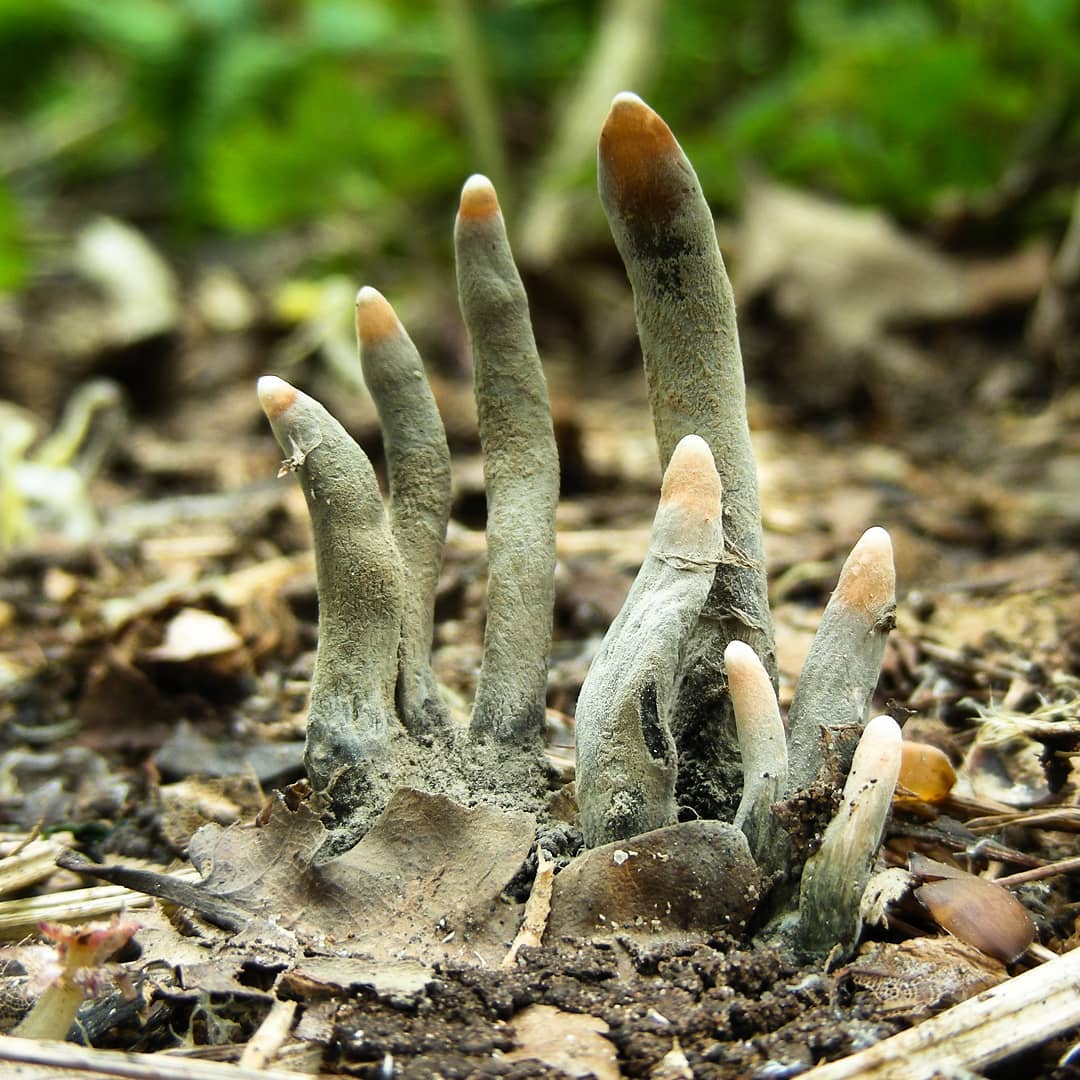Девушка нашла в парке нечто жуткое. Оказалось, это грибы «Пальцы мертвеца», и их вид может довести до инфаркта 20
