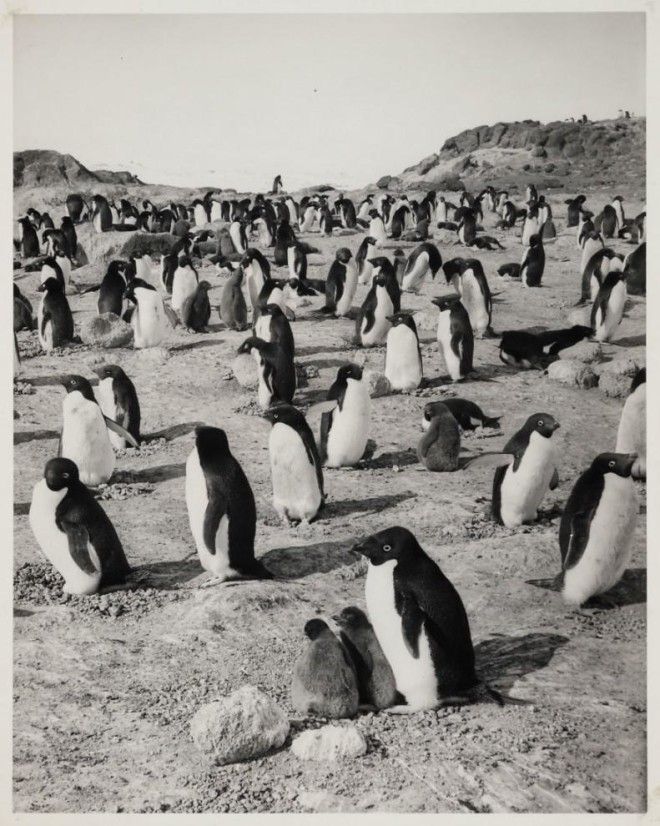 Терра Нова: экспедиция на Южный полюс, которая закончилась трагедией 34