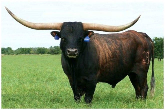 Племенной бык с размахом рогов 2 метра интересное красота природа рога флора