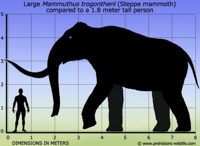 12 интересных фактов о мамонтах 41