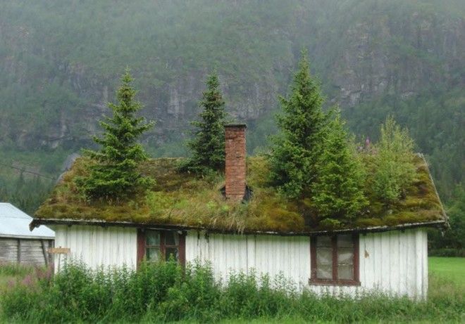 Скандинавские домики с заросшей крышей, в которых хочется поселиться немедленно 54