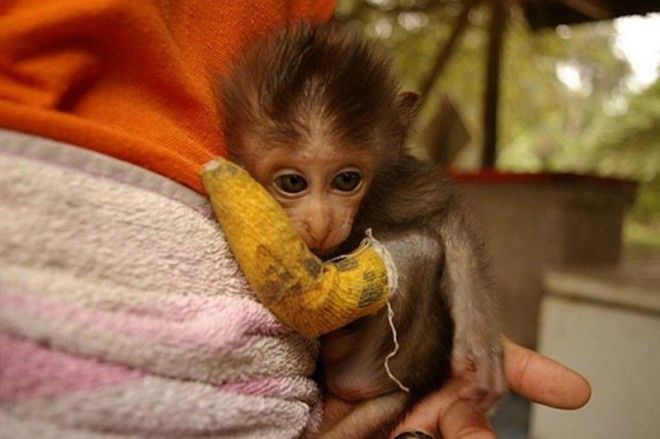 Несчастная обезьянка ветеринария животные помощь животным