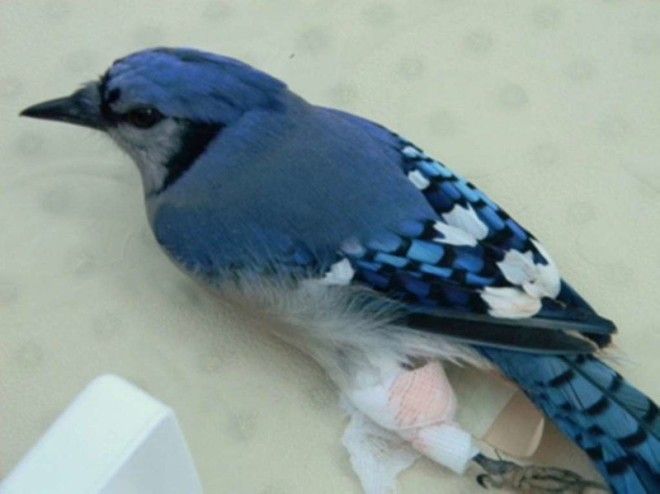 Птицам тоже бывает необходимо лечение ветеринария животные помощь животным