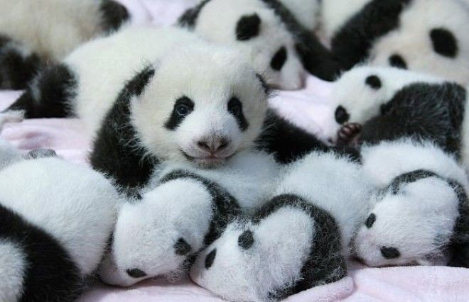 Почему панды не чёрно-белые? 8