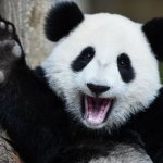 Почему панды не чёрно-белые?