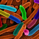 Самые опасные бактерии на Земле