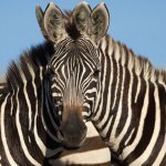 В сети появилось фото с оптической иллюзией: люди пытаются угадать какая зебра стоит впереди, и это спор века