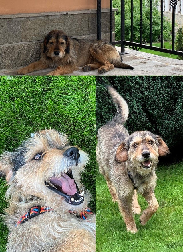 18 фотографий собак, которые обрели новый дом и стали гораздо счастливее, чем были прежде 59