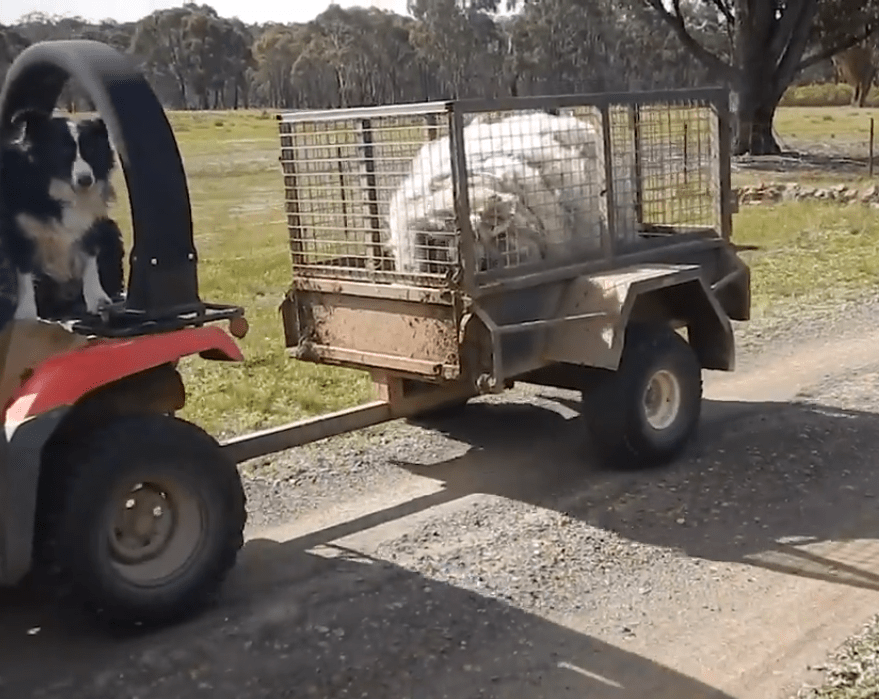 Зоозащитники спасли спутанное лохматое чудище. Чтобы освободить из него овцу, пришлось состричь 20 кг шерсти 16
