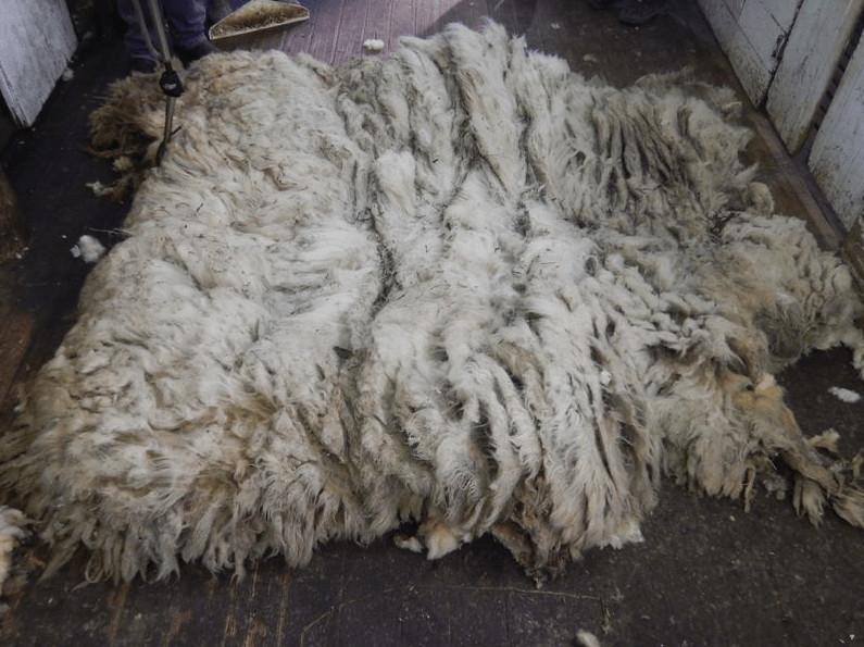 Зоозащитники спасли спутанное лохматое чудище. Чтобы освободить из него овцу, пришлось состричь 20 кг шерсти 19