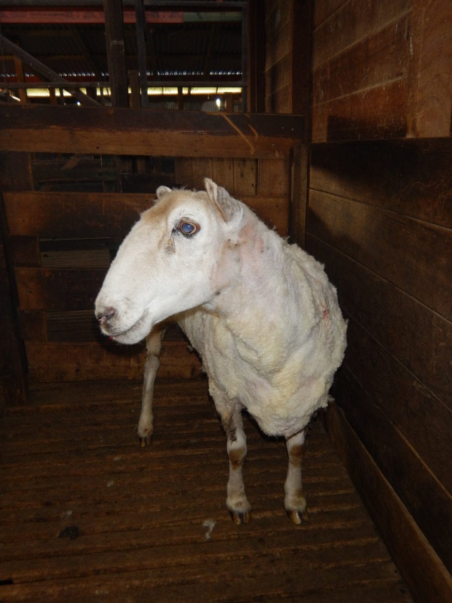 Зоозащитники спасли спутанное лохматое чудище. Чтобы освободить из него овцу, пришлось состричь 20 кг шерсти 20