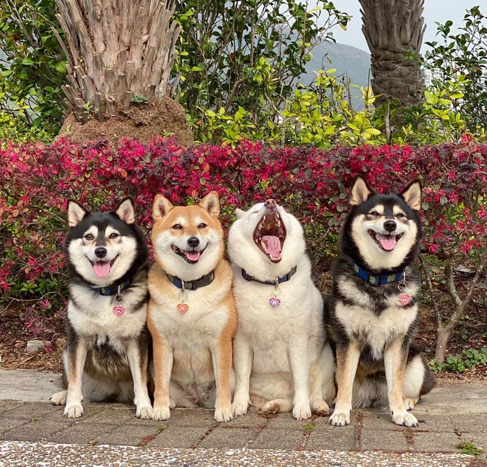 Хозяйка 4 собак делится снимками своих питомиц, одна из которых всегда портит фото. И такой друг есть у всех 37