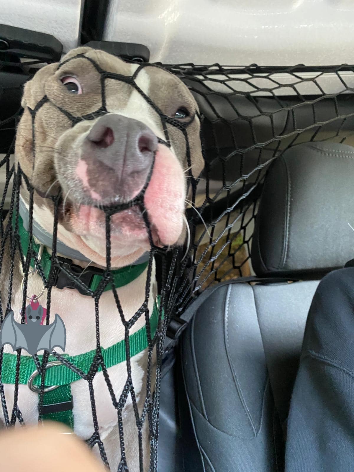 20 крайне уморительных собак, которые любую поездку в машине могут превратить в комедию 61