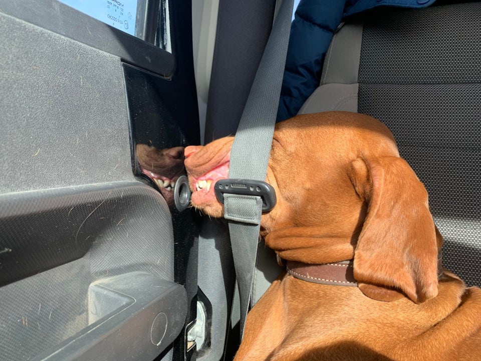 20 крайне уморительных собак, которые любую поездку в машине могут превратить в комедию 62