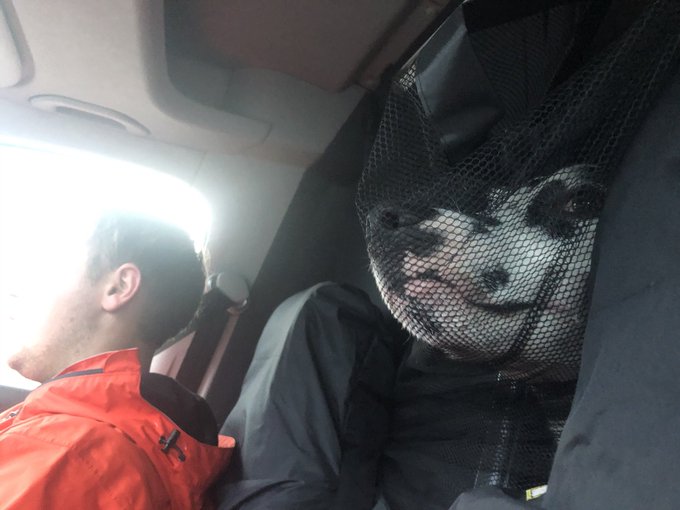 20 крайне уморительных собак, которые любую поездку в машине могут превратить в комедию 69