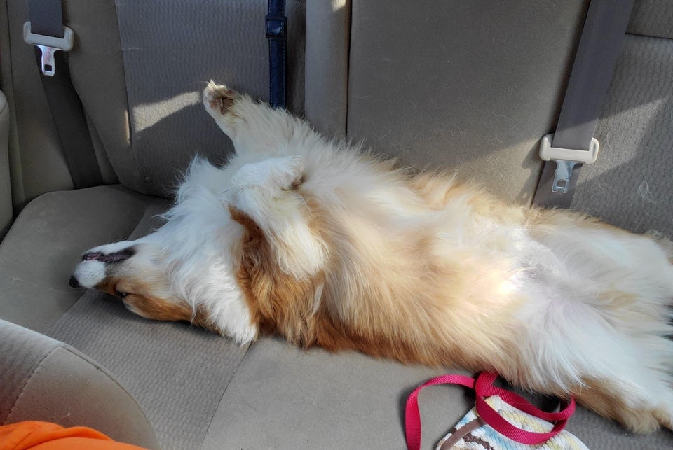 20 крайне уморительных собак, которые любую поездку в машине могут превратить в комедию 71