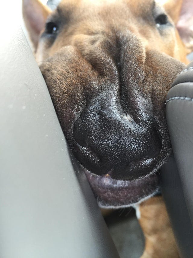 20 крайне уморительных собак, которые любую поездку в машине могут превратить в комедию 73