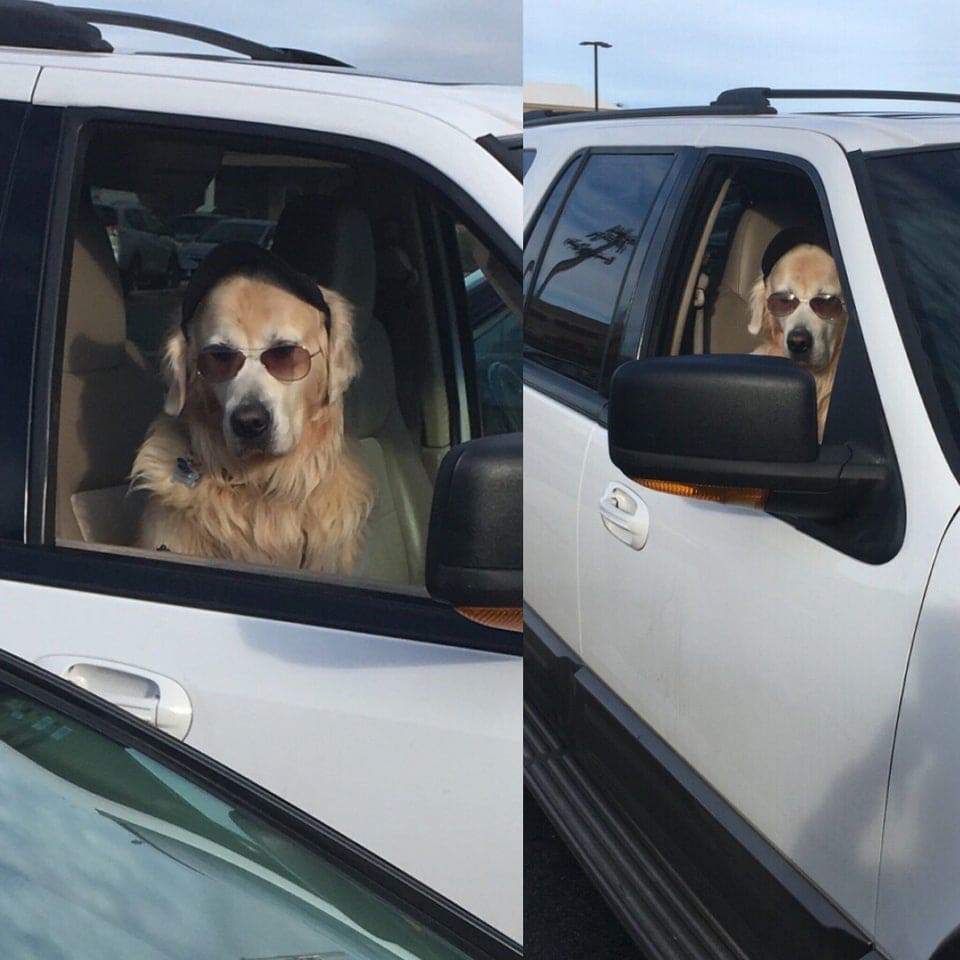 20 крайне уморительных собак, которые любую поездку в машине могут превратить в комедию 74
