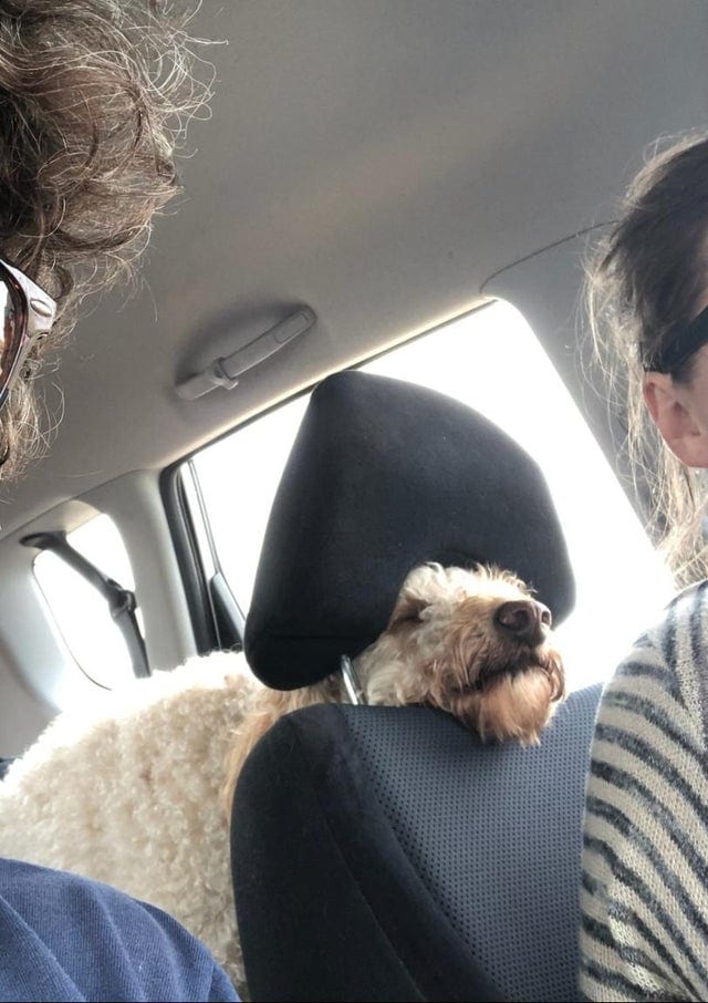 20 крайне уморительных собак, которые любую поездку в машине могут превратить в комедию 76