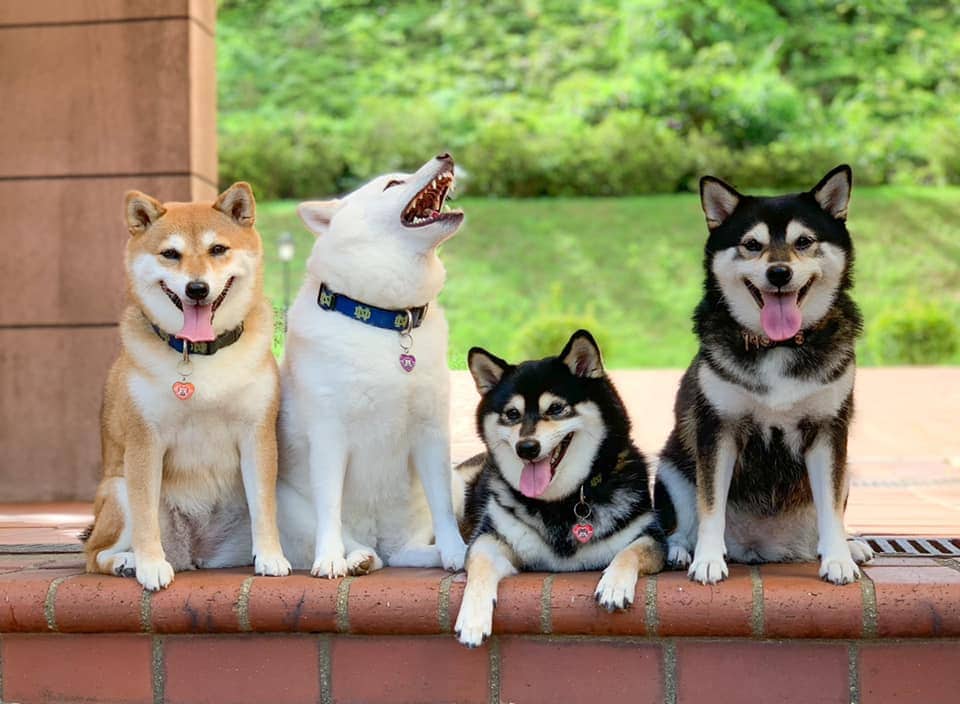 Хозяйка 4 собак делится снимками своих питомиц, одна из которых всегда портит фото. И такой друг есть у всех 39