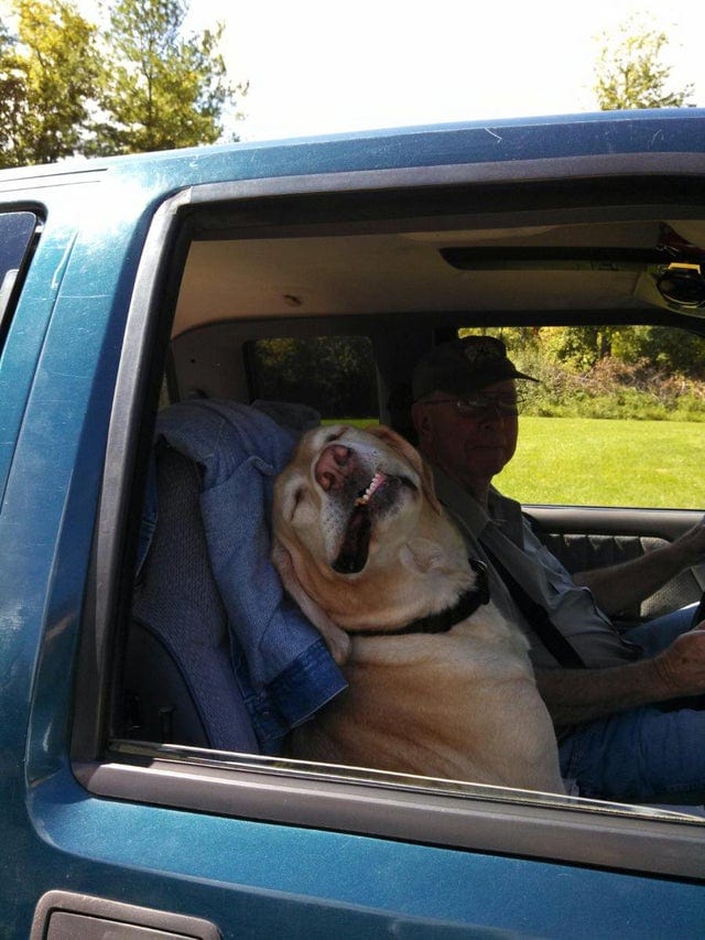 20 крайне уморительных собак, которые любую поездку в машине могут превратить в комедию 80