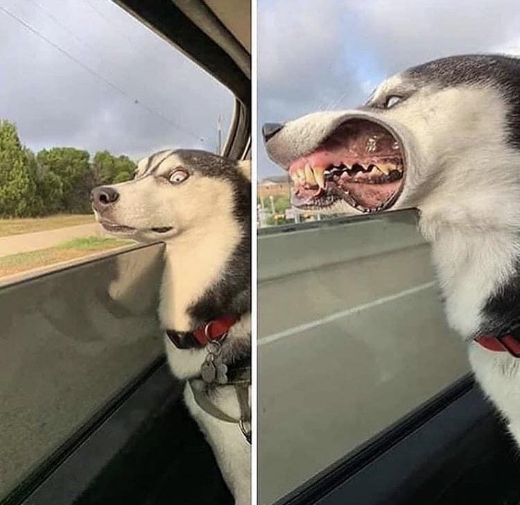 20 крайне уморительных собак, которые любую поездку в машине могут превратить в комедию 77