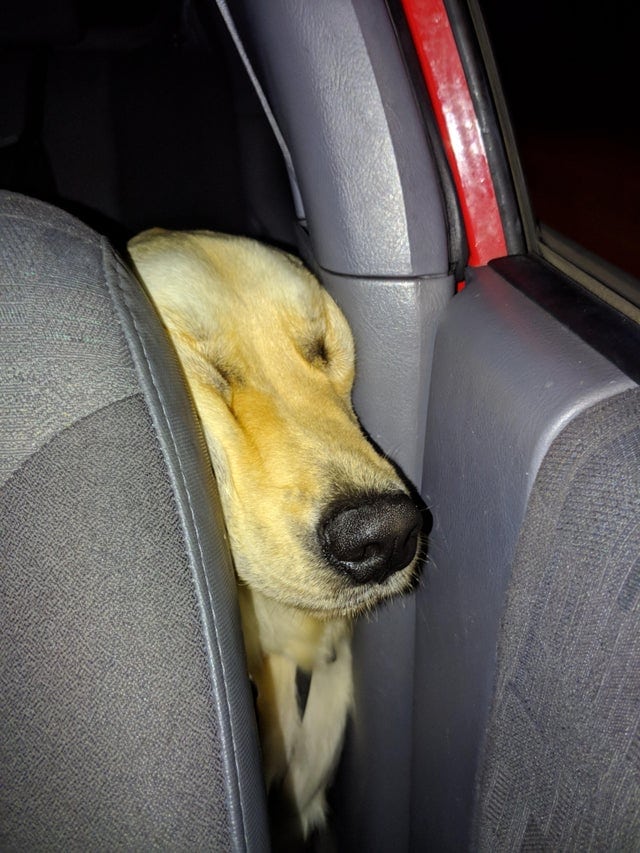 20 крайне уморительных собак, которые любую поездку в машине могут превратить в комедию 78