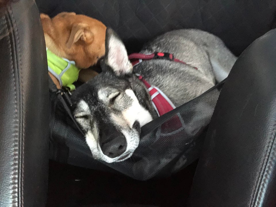 20 крайне уморительных собак, которые любую поездку в машине могут превратить в комедию 79