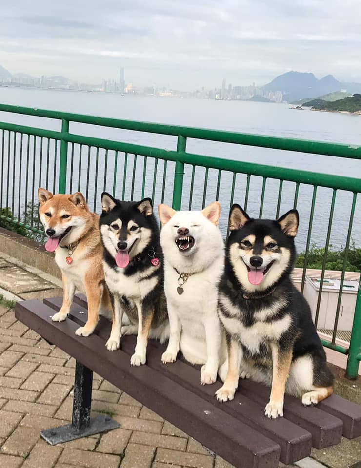 Хозяйка 4 собак делится снимками своих питомиц, одна из которых всегда портит фото. И такой друг есть у всех 44
