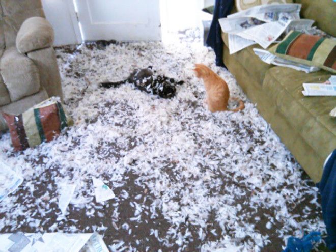 Собака расправилась с новой подушкой а коты устроили себе веселье дом животные проступок шалость