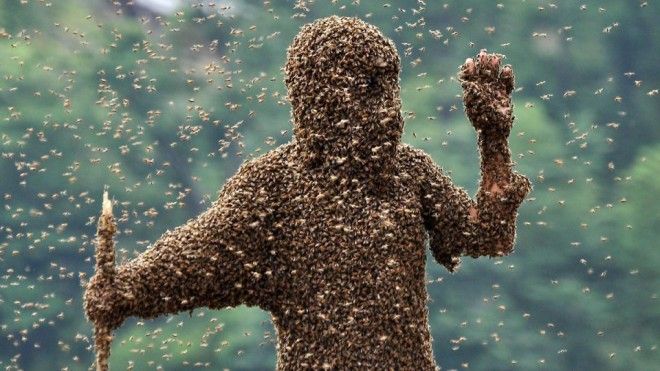 нашествия насекомых Атака африканизированных пчел
