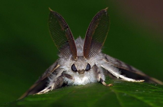 нашествия насекомых Нашествие непарного шелкопряда
