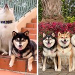 Хозяйка 4 собак делится снимками своих питомиц, одна из которых всегда портит фото. И такой друг есть у всех
