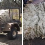 Зоозащитники спасли спутанное лохматое чудище. Чтобы освободить из него овцу, пришлось состричь 20 кг шерсти