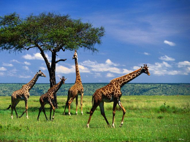 S15 малоизвестных фактов о жирафах
