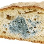 Хлеб с плесенью: выбросить или обрезать и съесть?