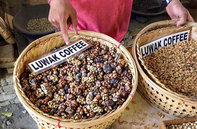 Почему самый дорогой кофе в мире добывают из экскрементов куницы? 17