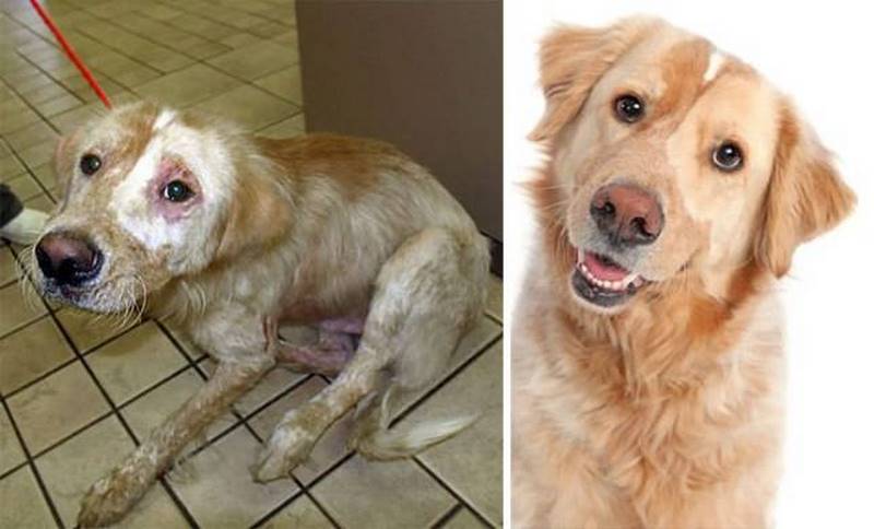 Собаки, которым однажды повезло быть спасенными, а после найти заботливых хозяев 139