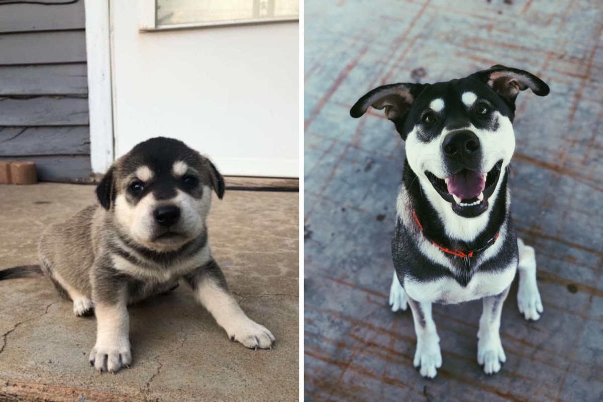Пользователи сети устроили челлендж, показав, как изменились их собаки. И эти перемены просто поражают! 57