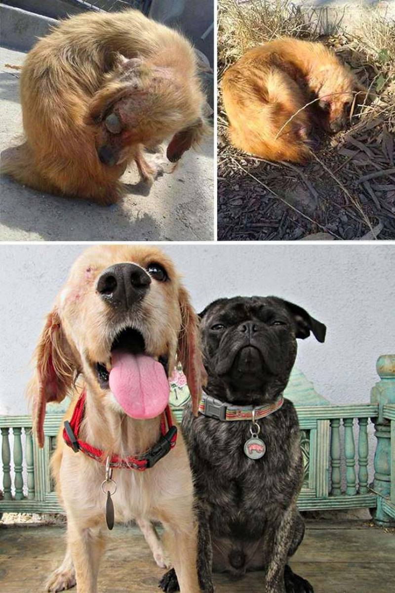Собаки, которым однажды повезло быть спасенными, а после найти заботливых хозяев 145
