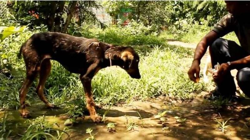 Собаки, которым однажды повезло быть спасенными, а после найти заботливых хозяев 147