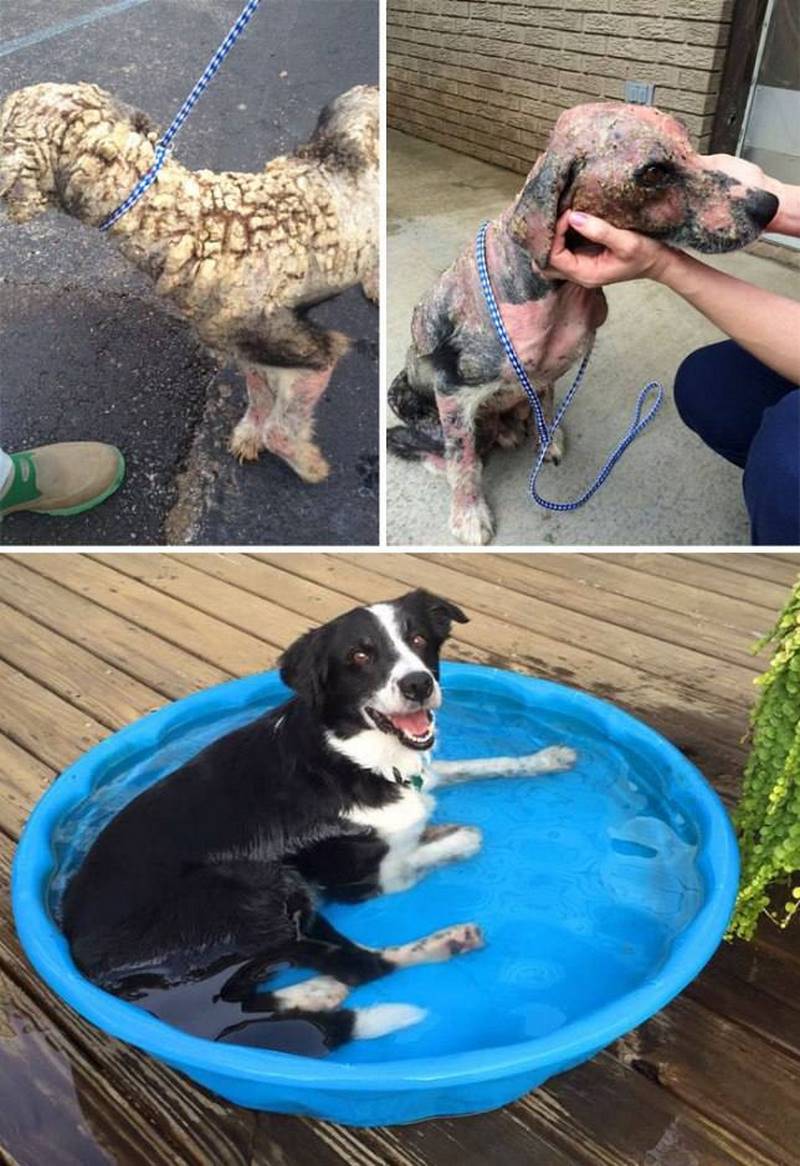 Собаки, которым однажды повезло быть спасенными, а после найти заботливых хозяев 157