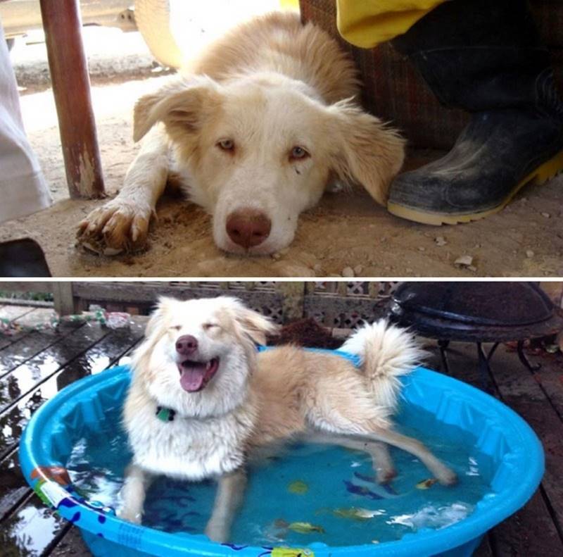 Собаки, которым однажды повезло быть спасенными, а после найти заботливых хозяев 162