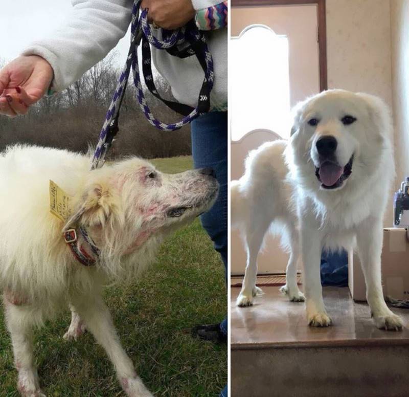 Собаки, которым однажды повезло быть спасенными, а после найти заботливых хозяев 167