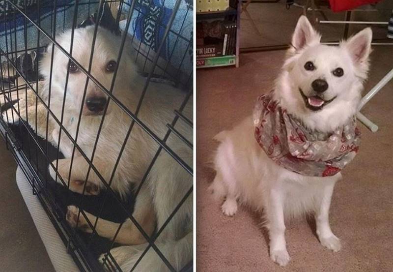 Собаки, которым однажды повезло быть спасенными, а после найти заботливых хозяев 168