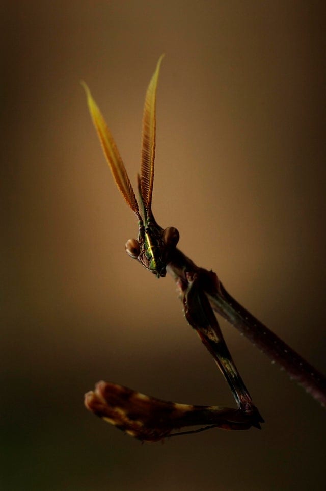 Это что-то невероятное: 20 фотографий, полученных путем макросъемки насекомых и явлений природы 79
