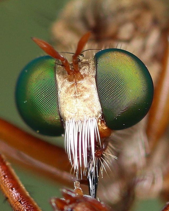 Это что-то невероятное: 20 фотографий, полученных путем макросъемки насекомых и явлений природы 72