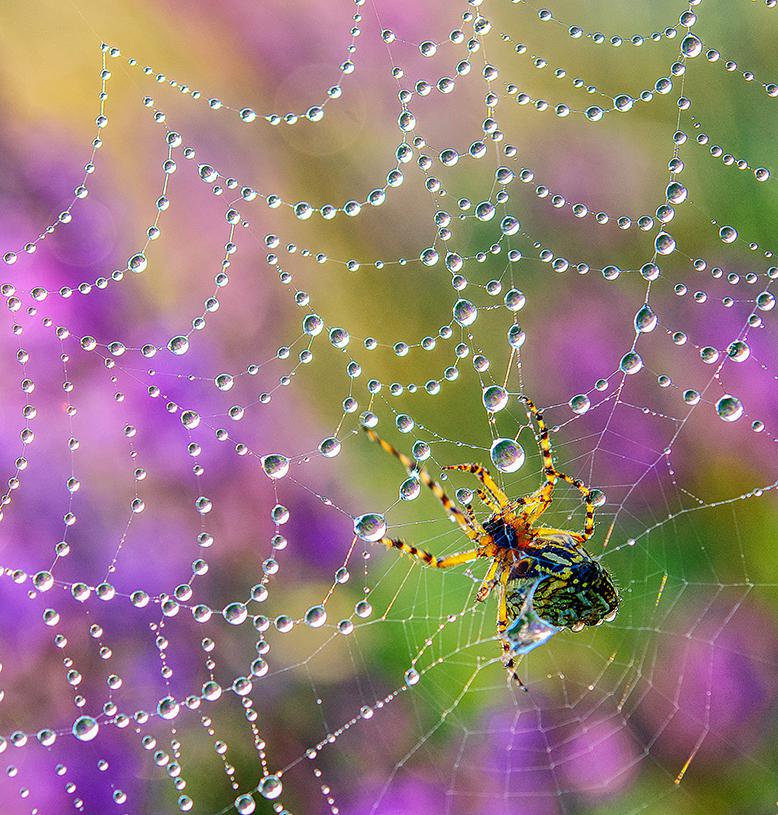 Это что-то невероятное: 20 фотографий, полученных путем макросъемки насекомых и явлений природы 74