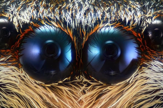 Это что-то невероятное: 20 фотографий, полученных путем макросъемки насекомых и явлений природы 63