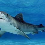 Почему акулы выплевывают свой желудок? Ответ вас поразит